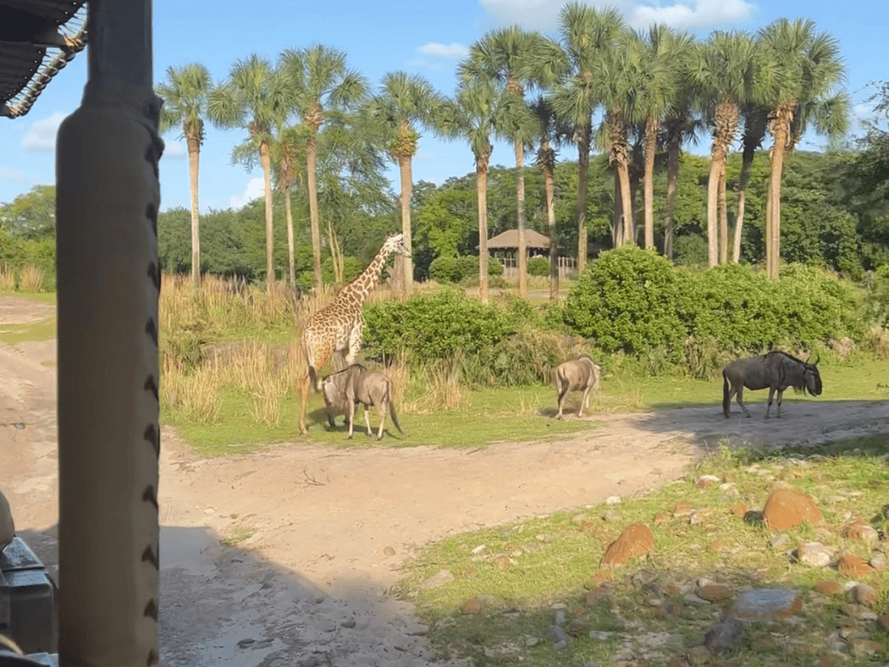 Best Animal Kingdom Rides for Adults